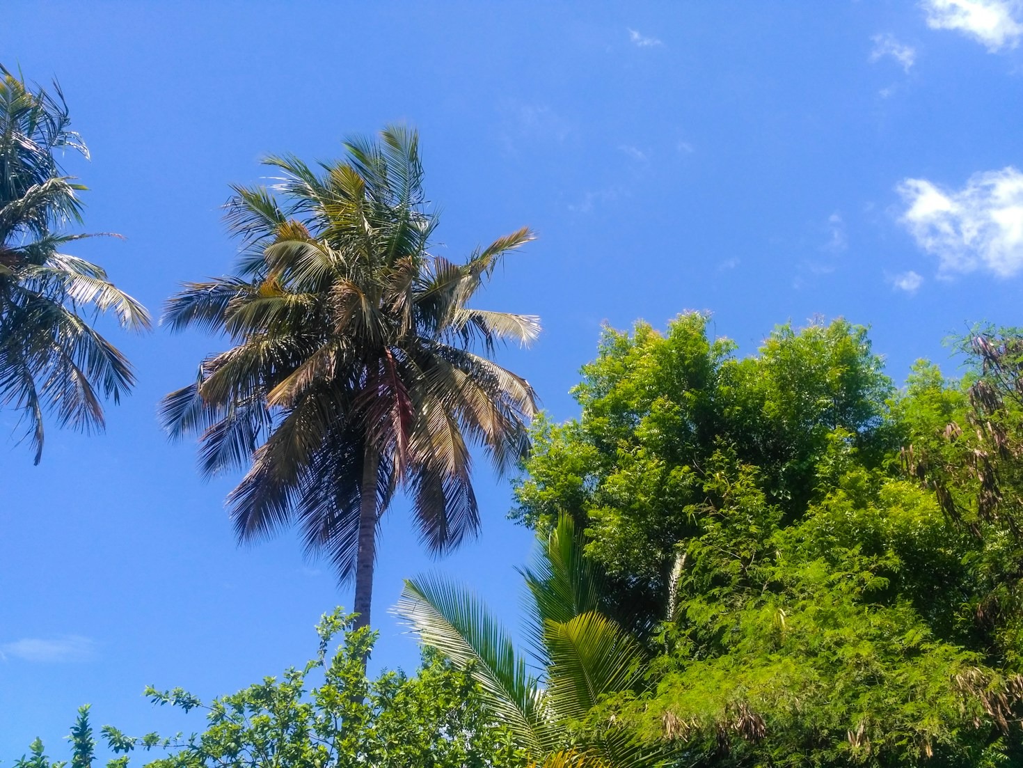 My Journey Through Japanese and Trinidadian Traditions